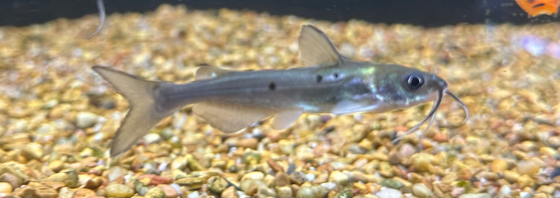 Baby Channel Catfish (2”)