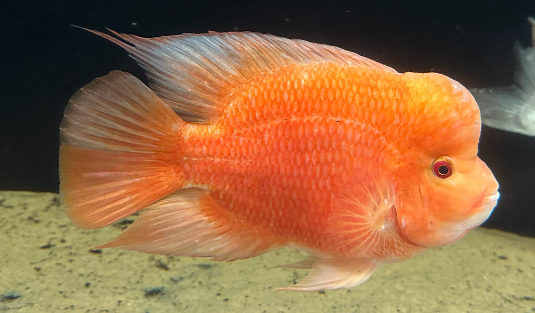 XL Mammon Hybrid Cichlid (9-10”)