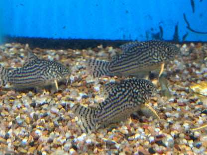 Jumbo Sterbai Cory (1.75-2”)