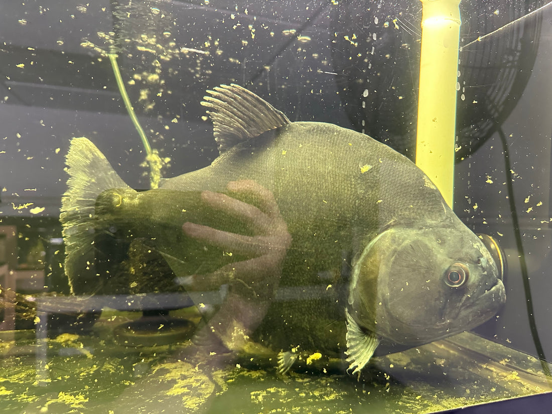 XXL WC Peru Black Piranha (13”+)