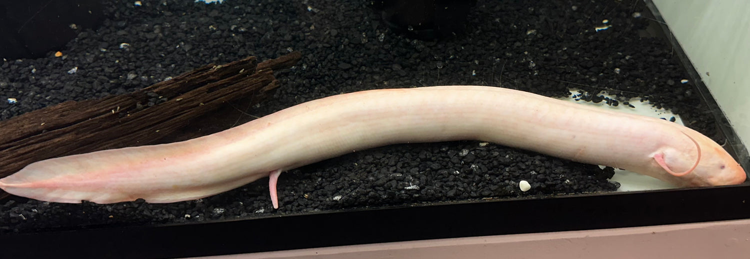 XL Albino Dolloi African Lungfish (24”+)