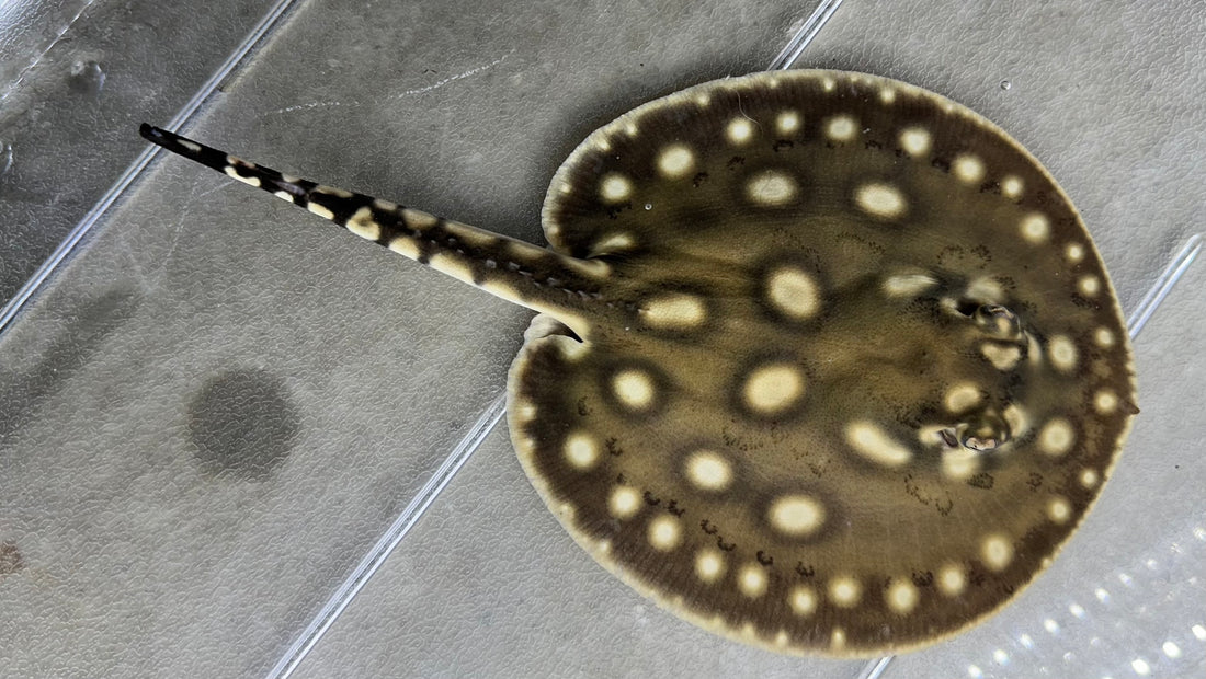 Black Diamond Hybrid Stingray (Male 6”)