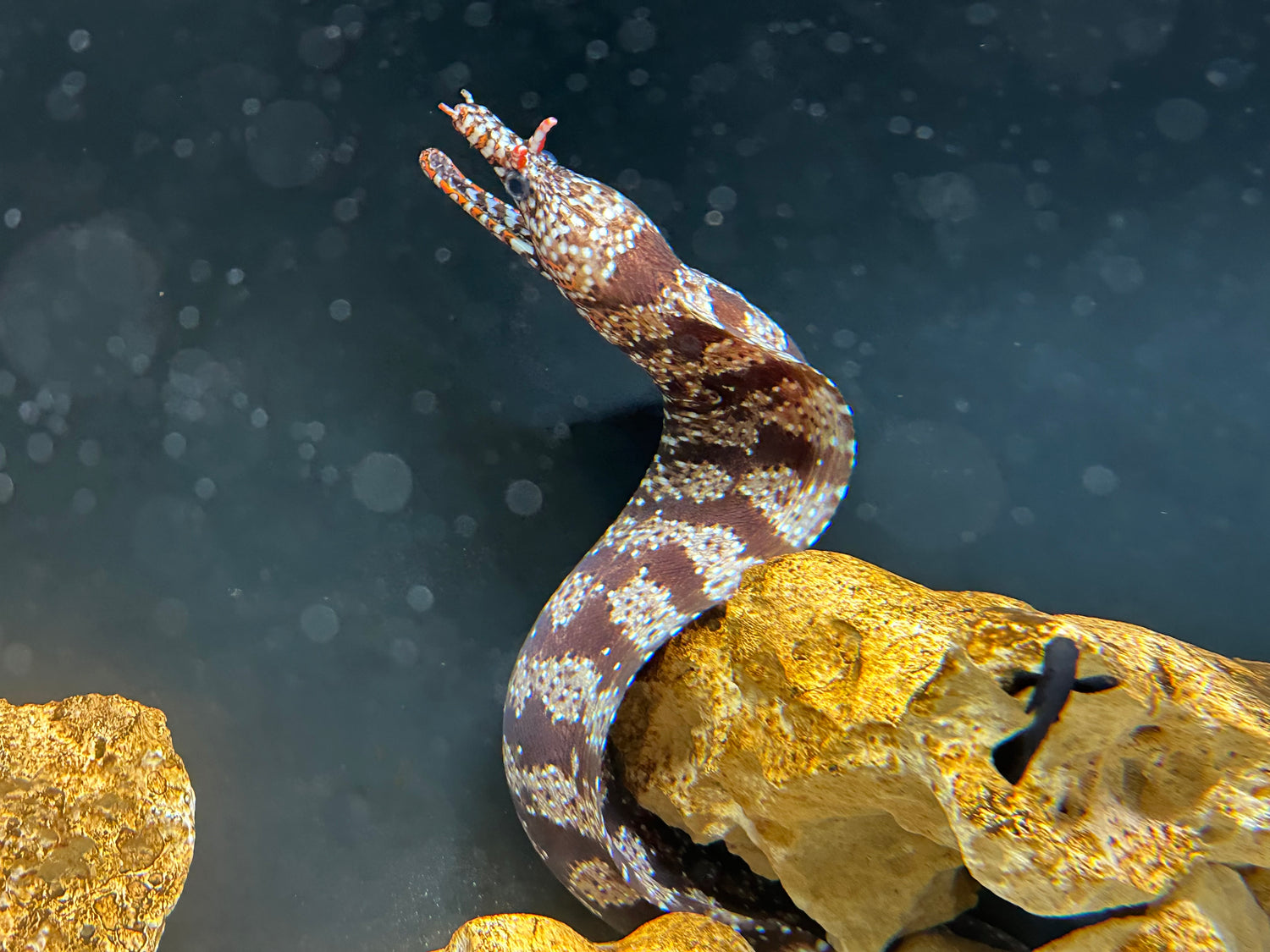 XL Dragon Moray Eel (22”+)