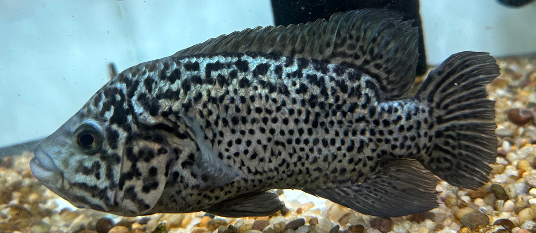 XL Cuban Cichlid (7”)
