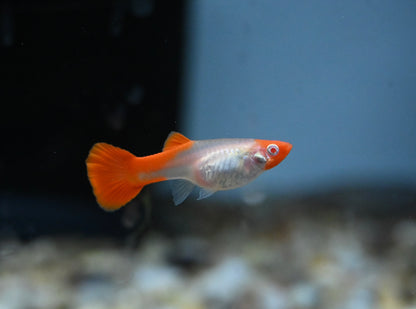 Guppy Koi albino hembra (1,25”)