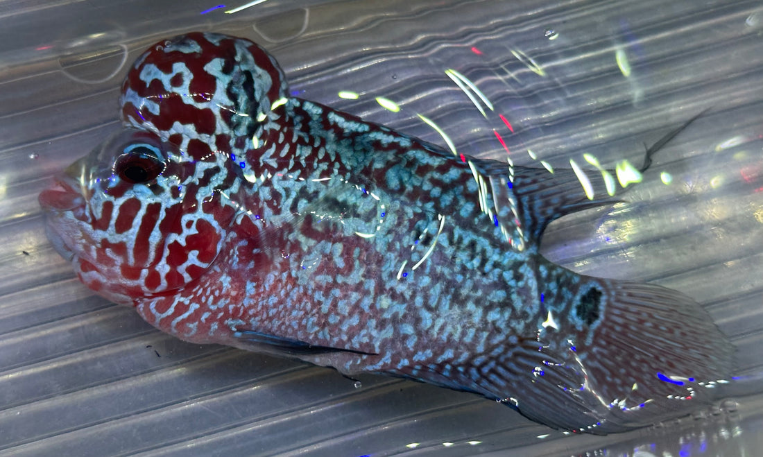Super Red Dragon Flowerhorn (4”)
