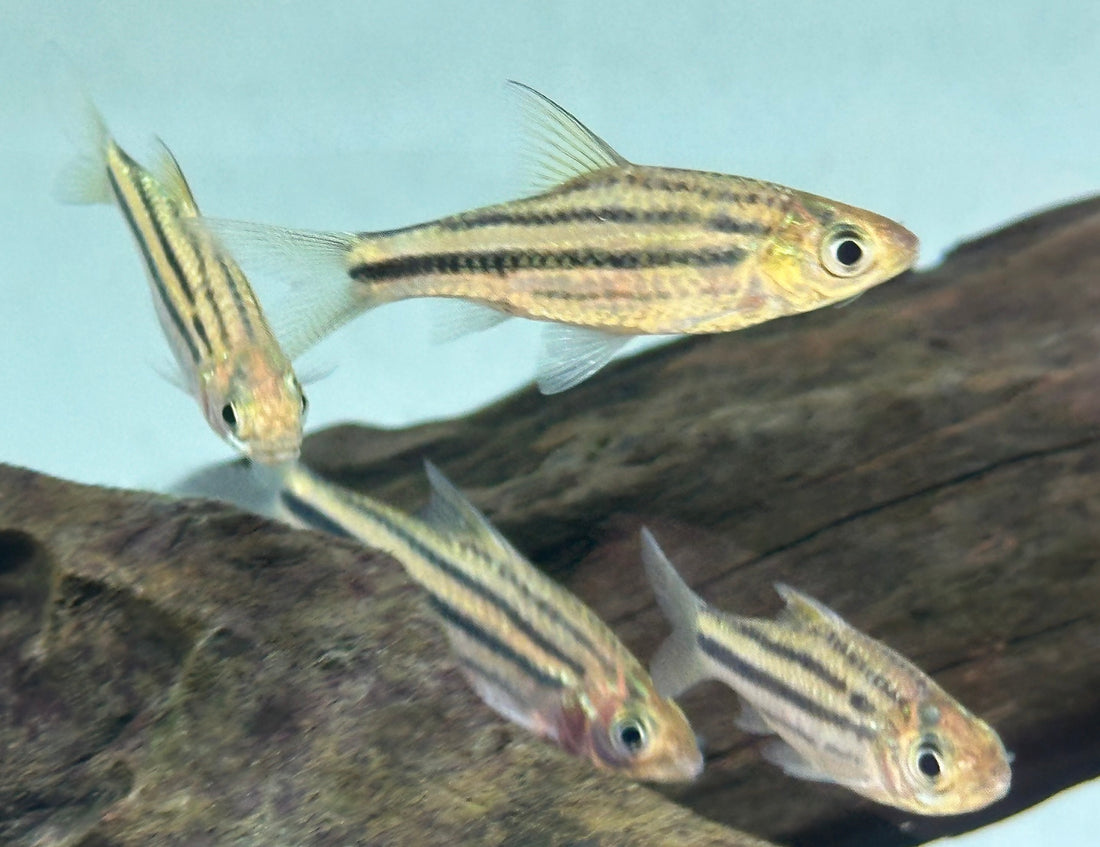 African Lineatus Barb (2-2.5”)