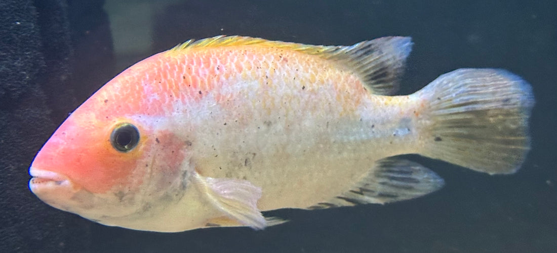 Catameco Vieja Cichlid (6-7”)