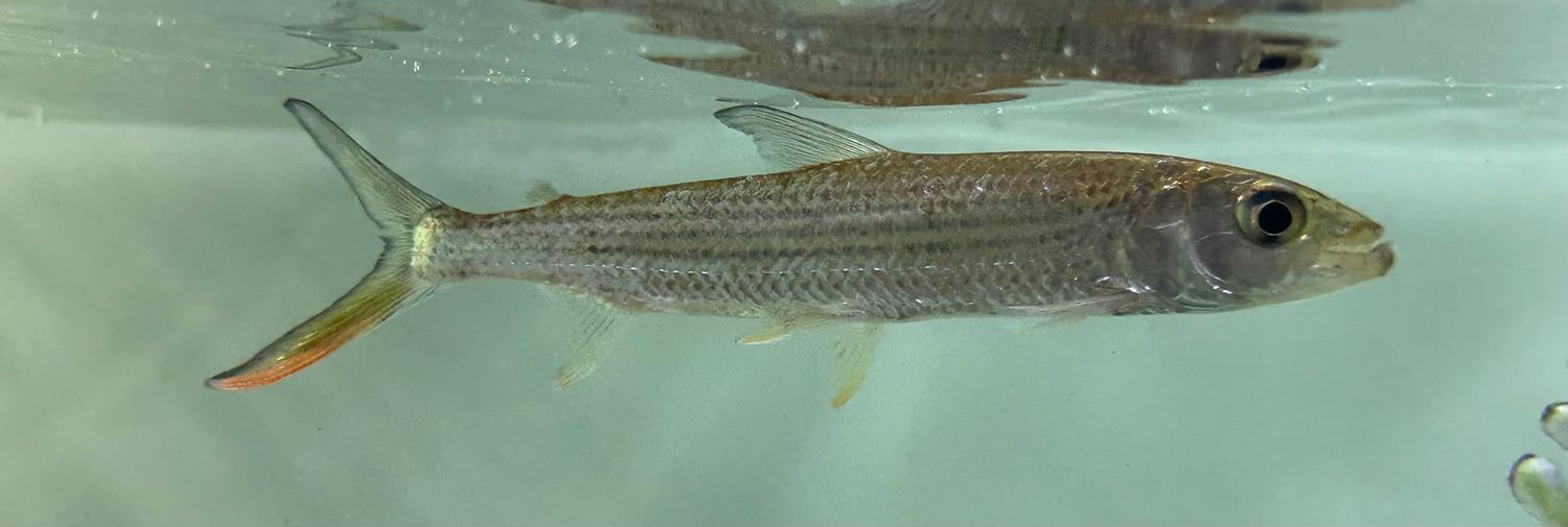 Vittatus Tiger Fish (4.5-5”)