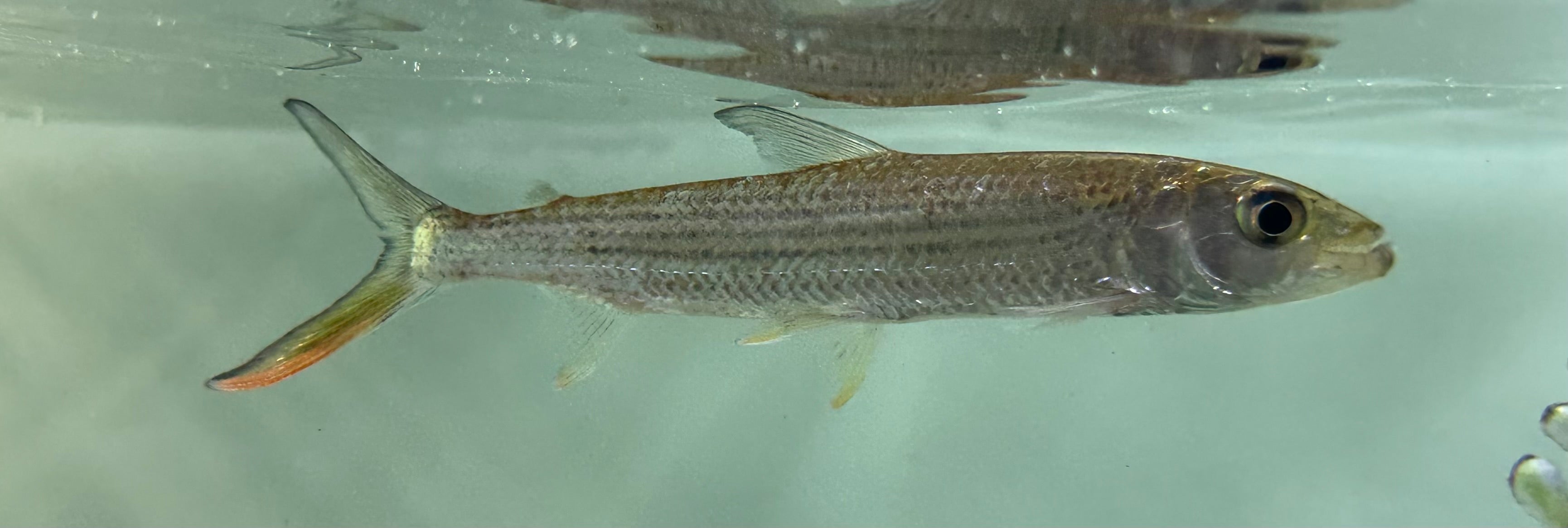 Vittatus Tiger Fish (4.5-5”)