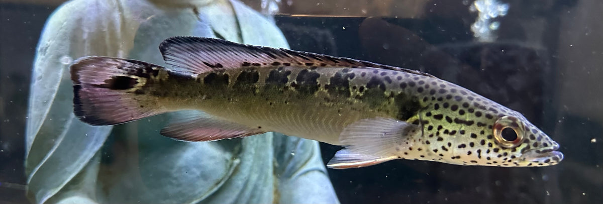 Lenticulated Pike Cichlid (6-6.5”)