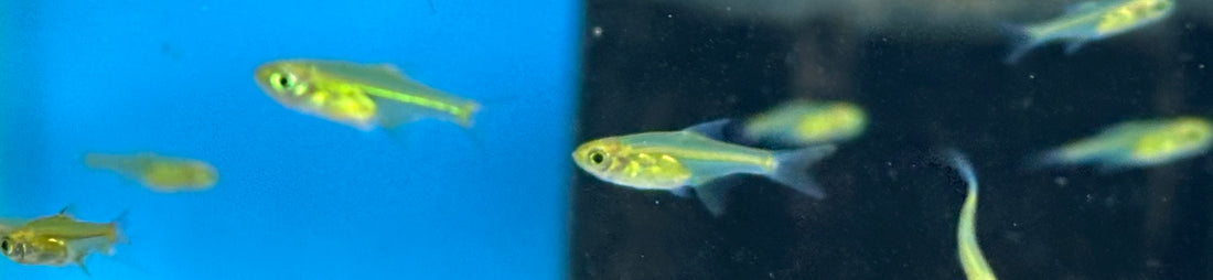 Kubotai Rasbora (.75-1”)