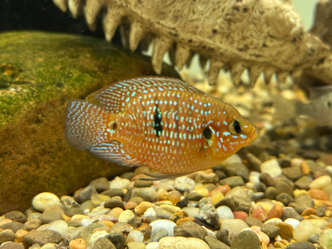 Shortbody Jewel Cichlid (1.75-2”)