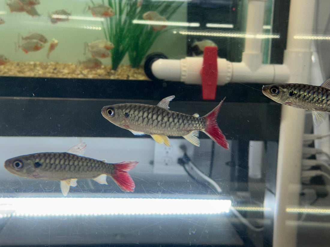 Yellowfin Chalceus (4”)