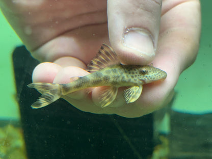L075 Colombian Para Pleco (2-2.25”)