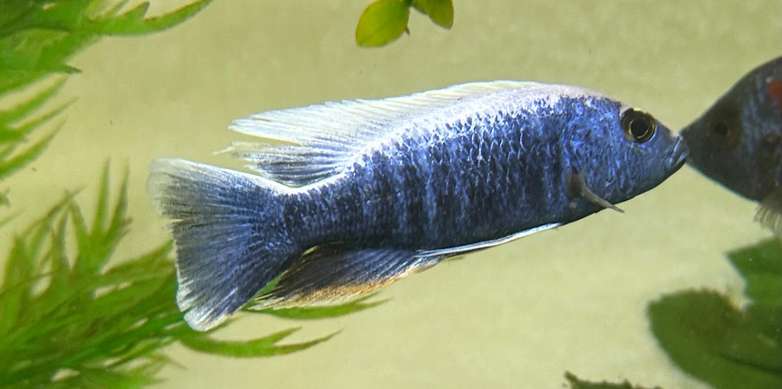 Assorted Show Male Peacock/Hap Cichlid (4”+)