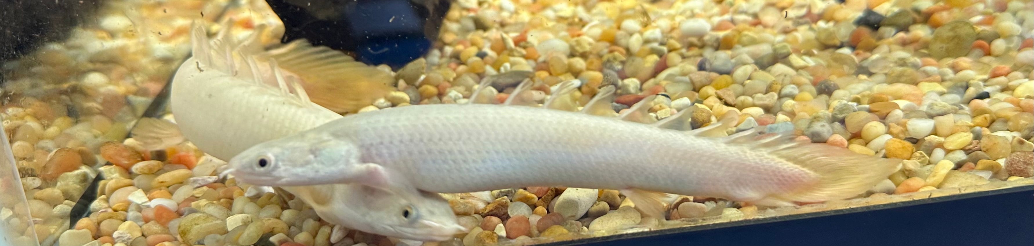 Platinum Senegal Polypterus (6”)