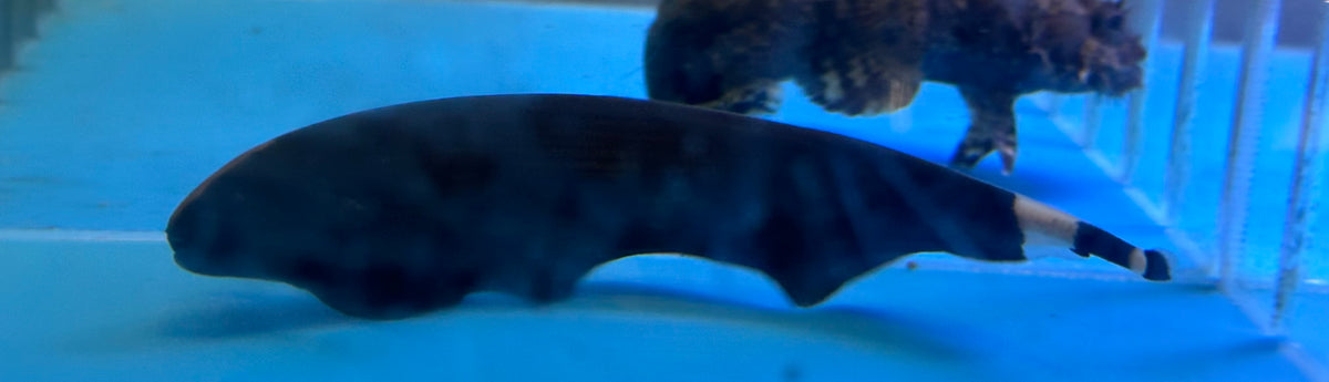 Large Black Ghost Knife (6”)