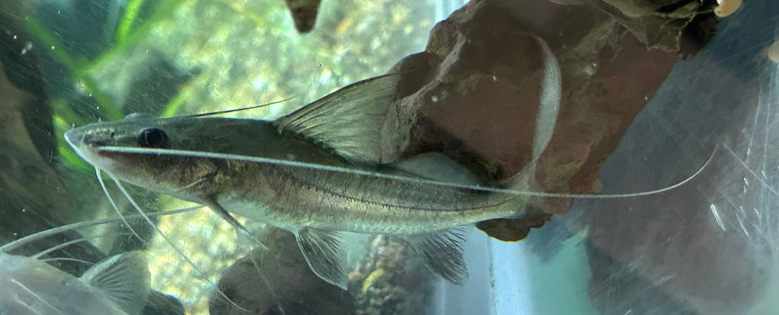 Jumper Catfish (5”)