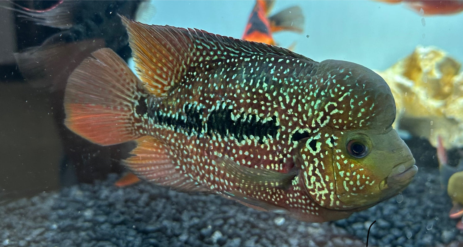 Large Assorted Flowerhorn (5-7”)