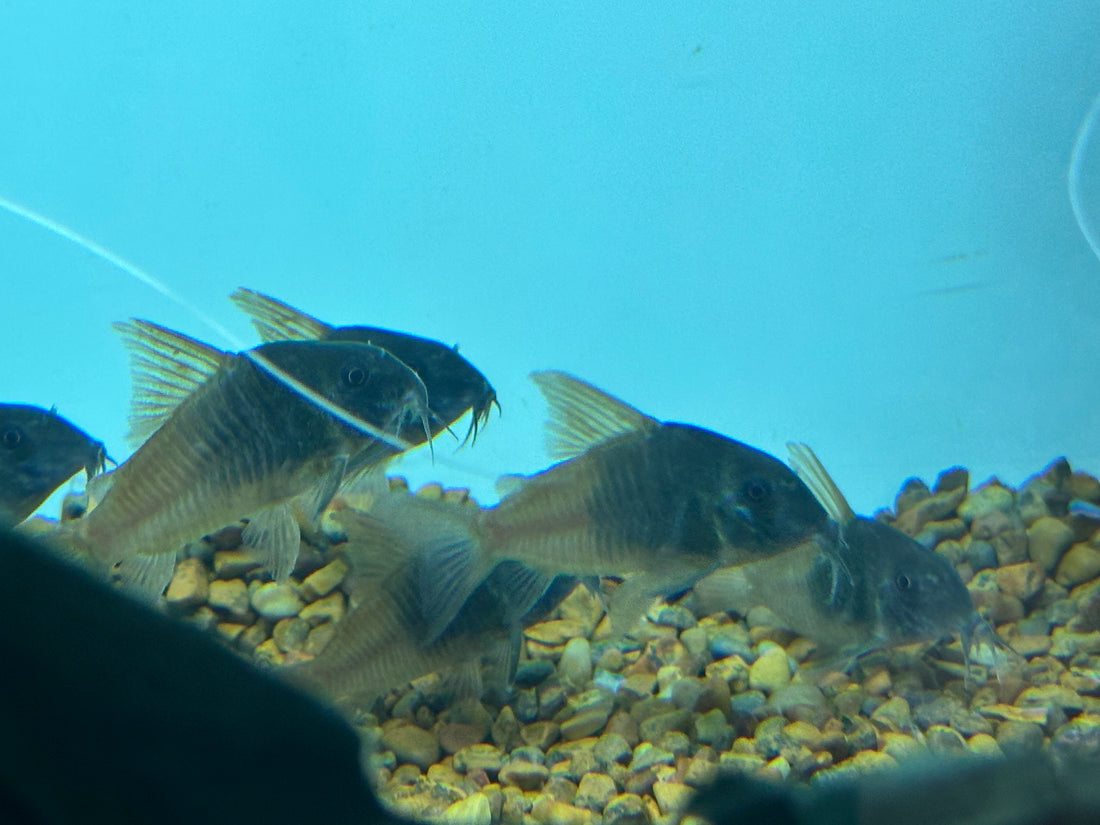 CW217 Concolor Cory (2”+)