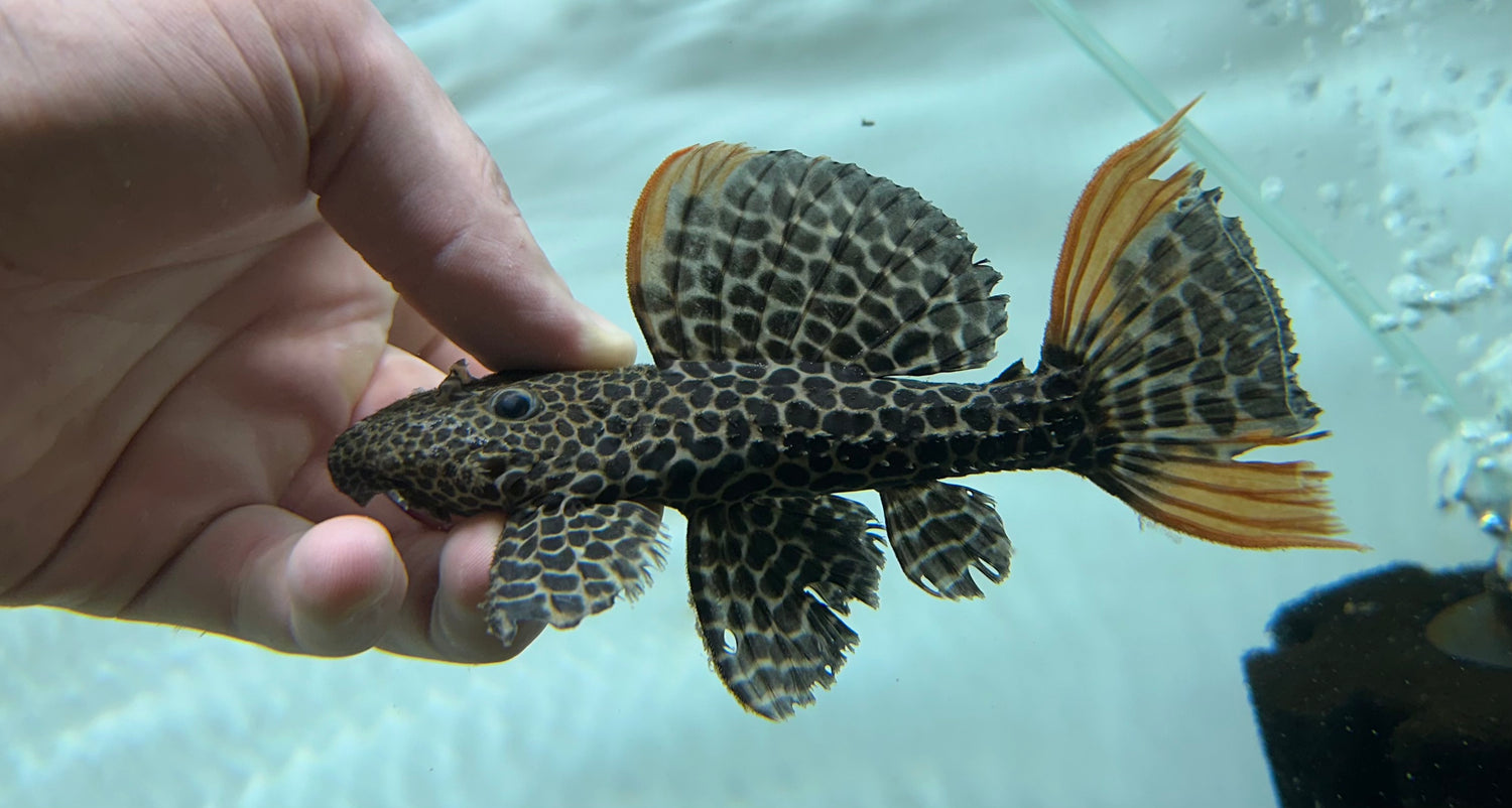 L114 Leopard Cactus Pleco (5”)