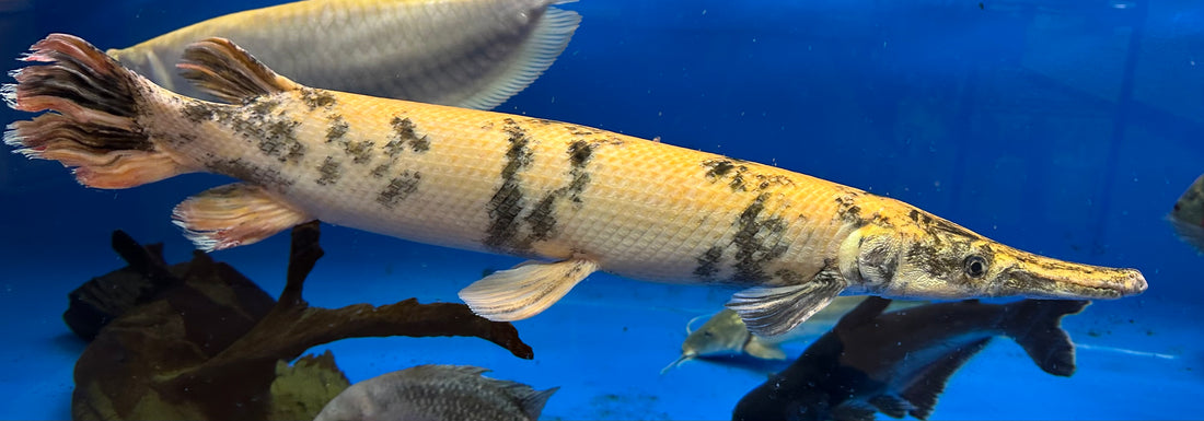 XXL Gold Marble Alligator Gar (28”+)