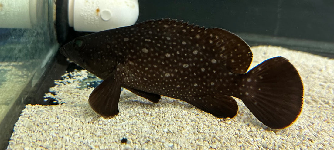 Black Spotted Summan Grouper (5”)