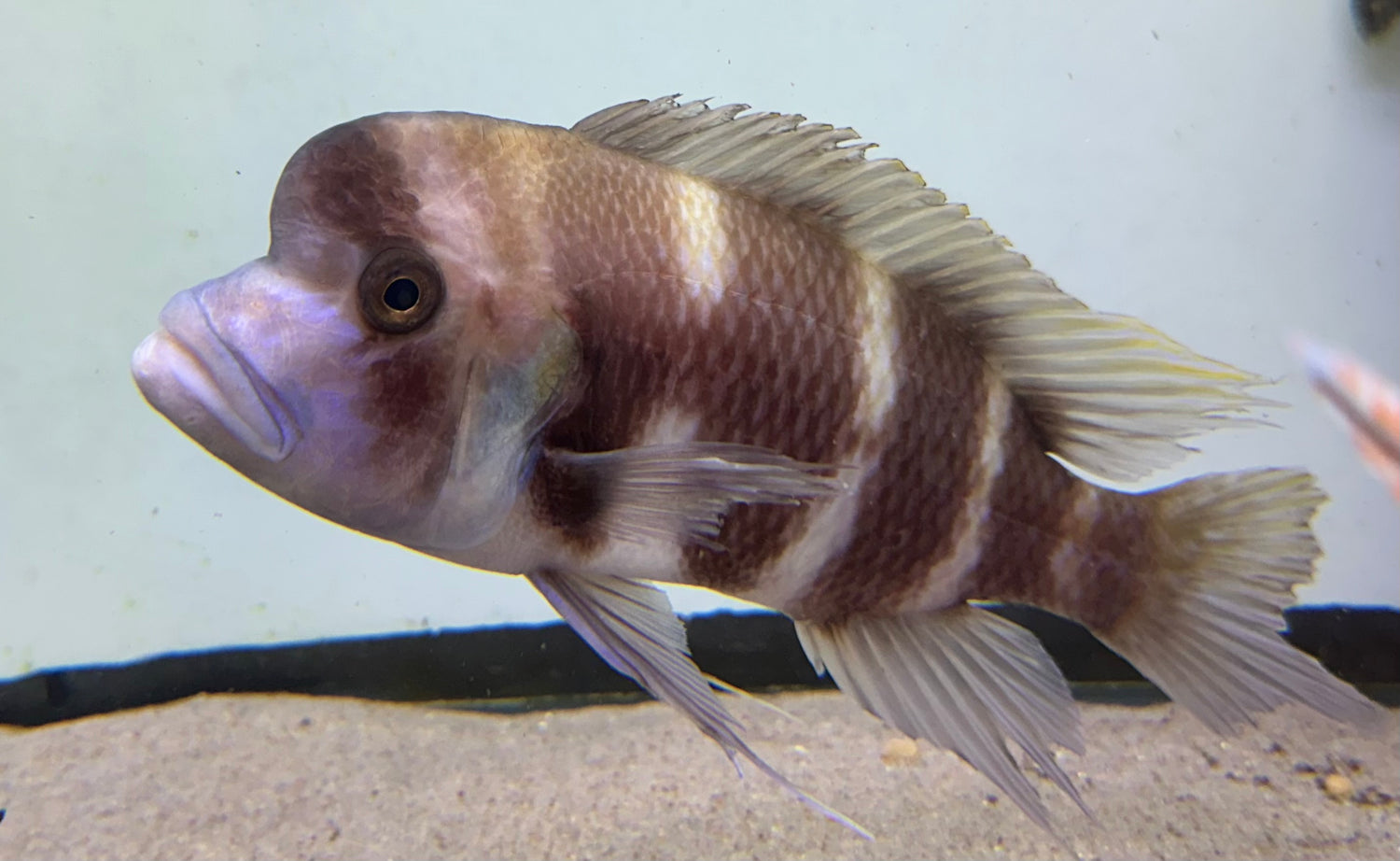 XL Red Frontosa Cichlid (7”)