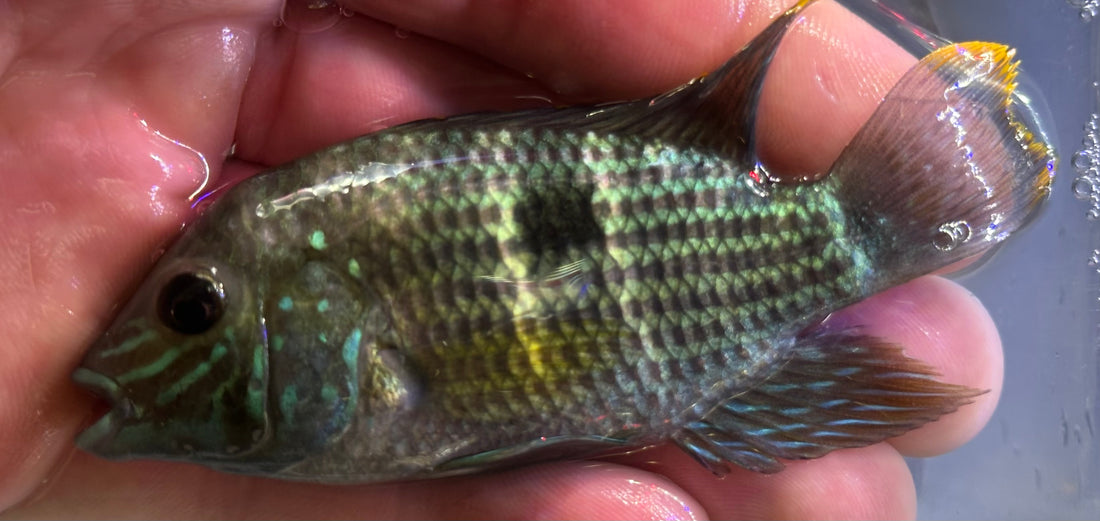 Green Terror Cichlid (3.5-4”)