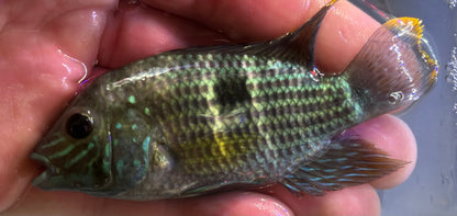 Green Terror Cichlid (3.5-4”)