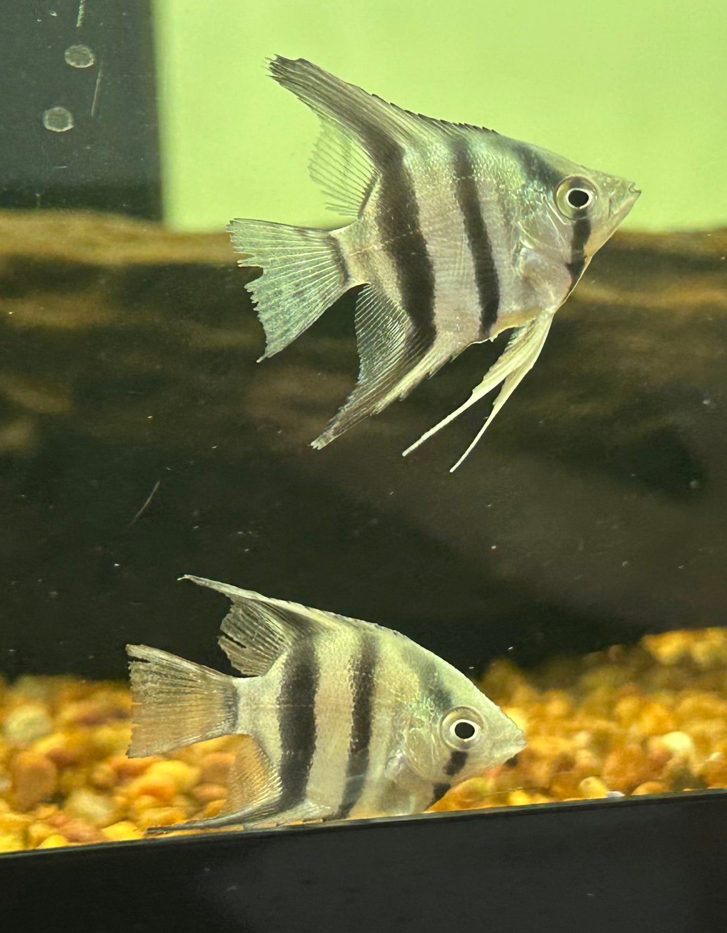 Blue Pinoy Angel (1.5”)