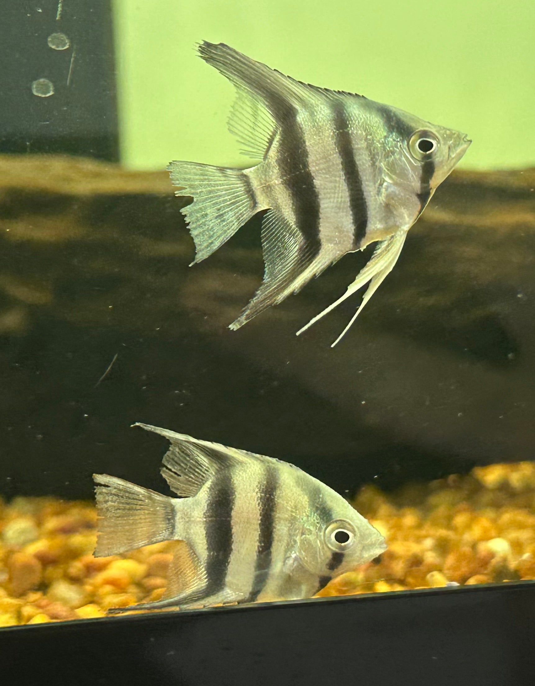 Blue Pinoy Angel (1.5”)