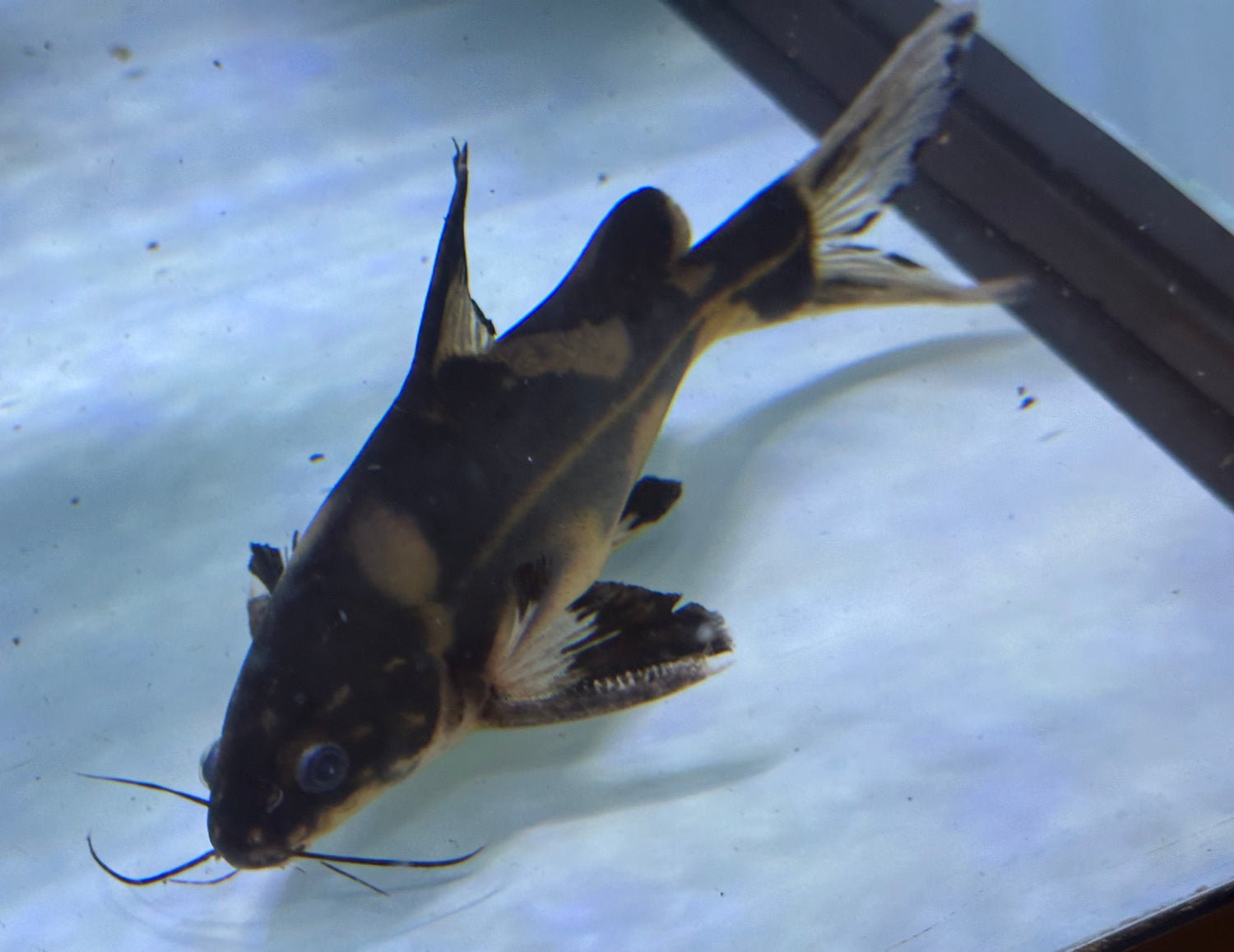 XL Harlequin Lancer Catfish (7-8”)