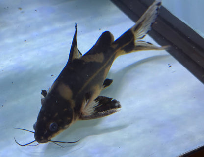 XL Harlequin Lancer Catfish (7-8”)