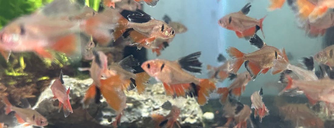 Longfin Serpae Tetra (1.25”)