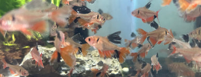 Longfin Serpae Tetra (1.25”)