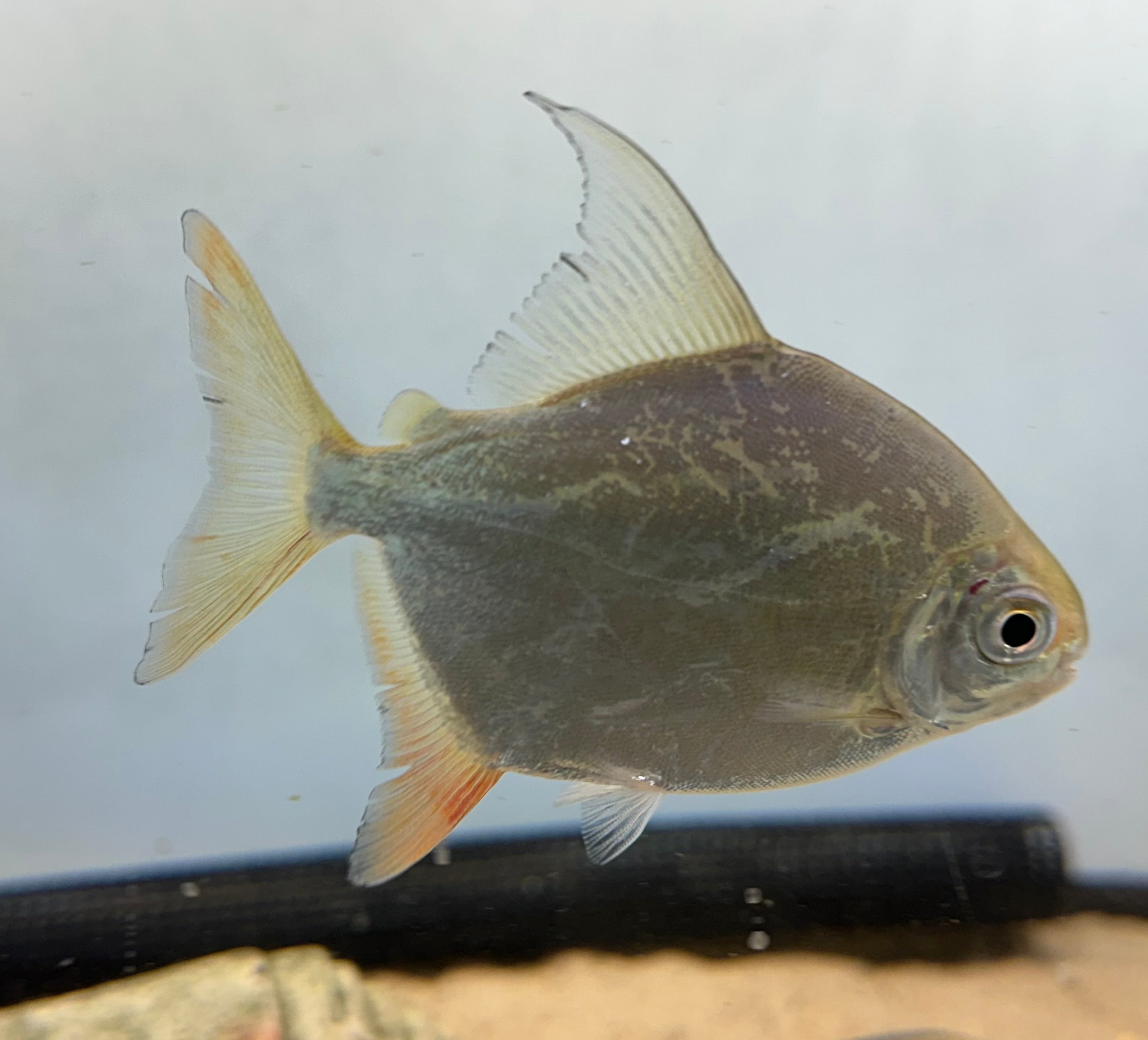 Tometes ancylorhynchus (2.5-3”)