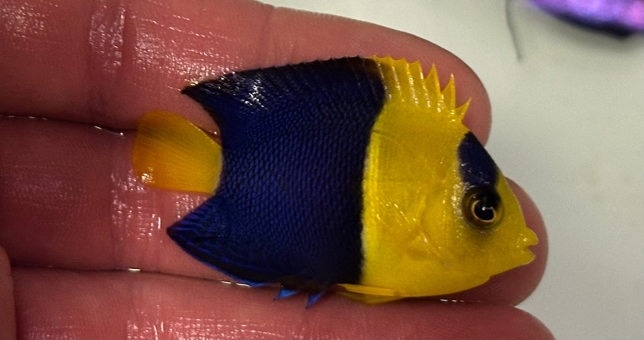 Bicolor Angel Fish (1.75”)