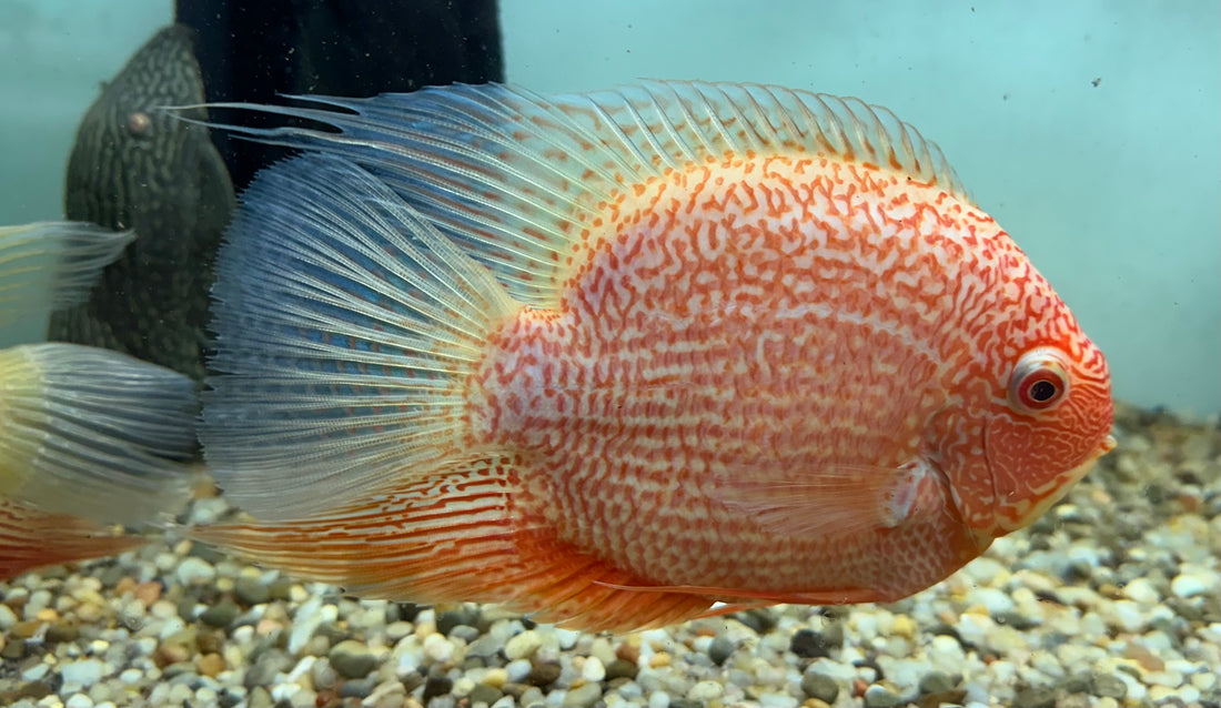 XXL Red Severum (7-8”)