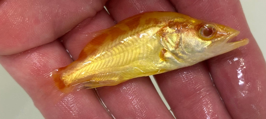 Baby Albino Chinese Perch (2.5-2.75”)