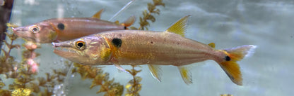 XL Redtail Barracuda (7-8”)