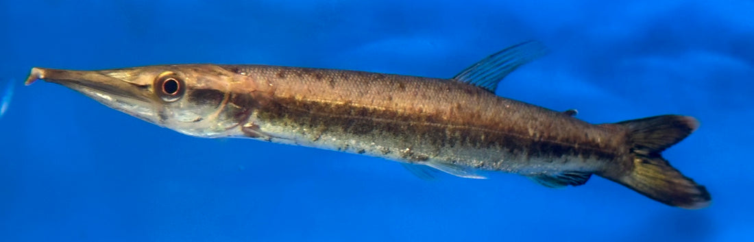 Bicuda Giant Pike Characin (6-7”)