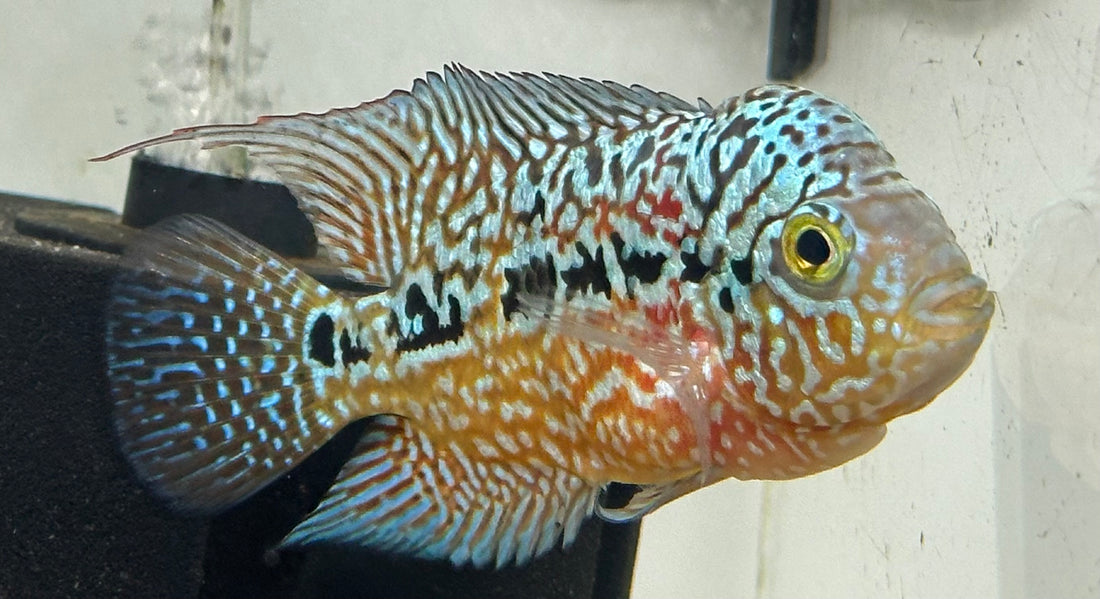 Kamfa Flowerhorn (4”)