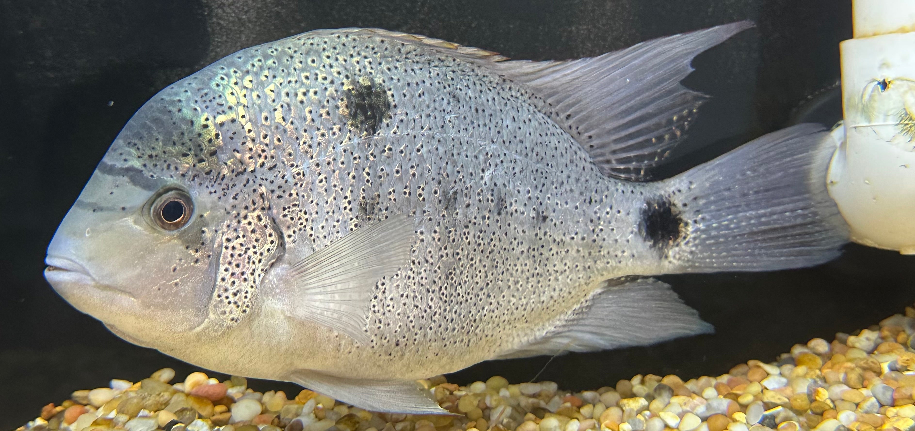 XL Argentea Vieja Cichlid (8-9”)