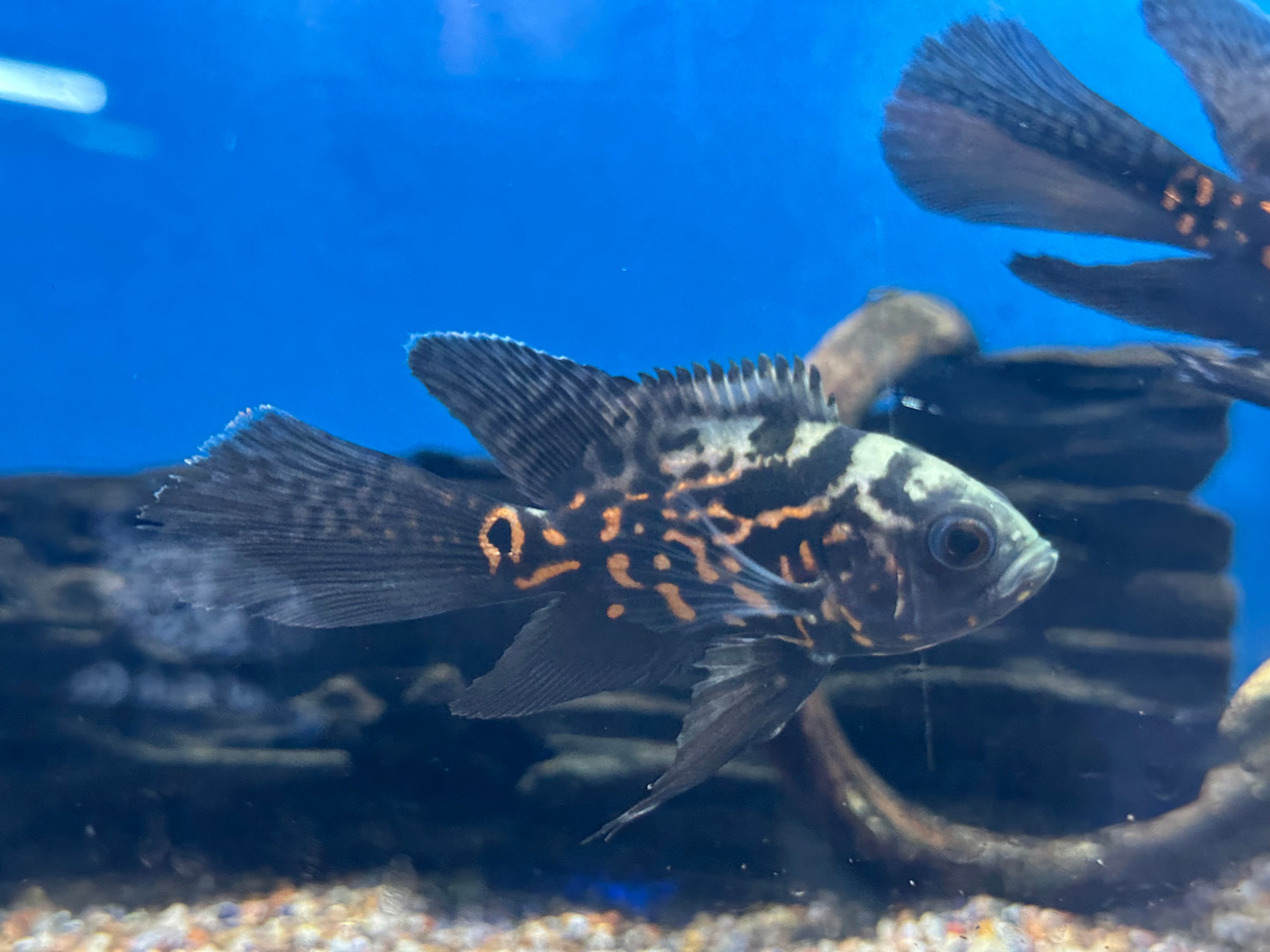 Longfin Tiger Oscar (2.5”)