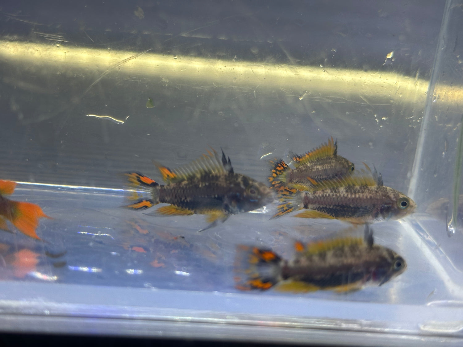 Cockatoides Apisto Pair (1.25-1.5”)