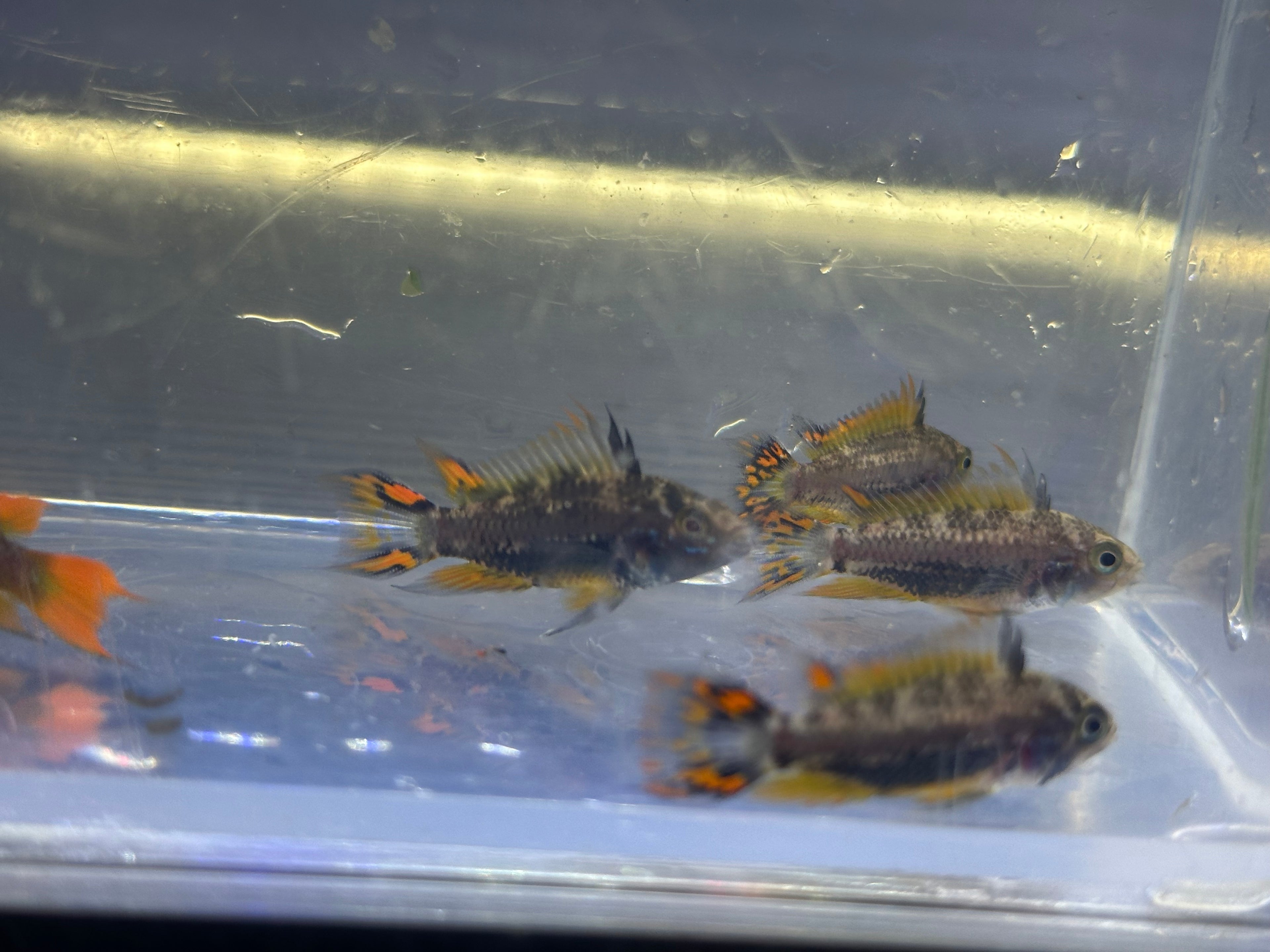 Cockatoides Apisto Pair (1.25-1.5”)
