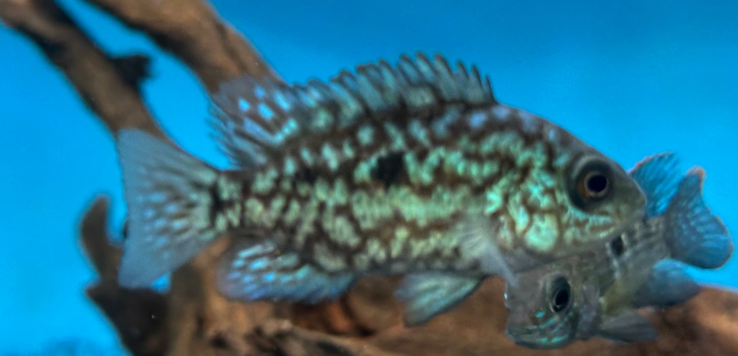 Carpintis Cichlid (2”)