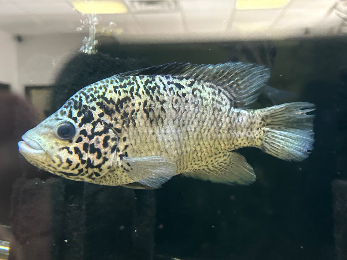 Jumbo Cuban Cichlid (7.5-8”)